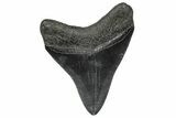 Fossil Megalodon Tooth - South Carolina #346189-1